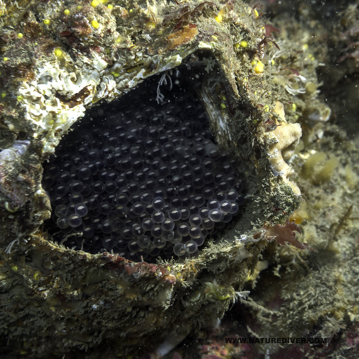 fish-eggs-in-giant-barnacle